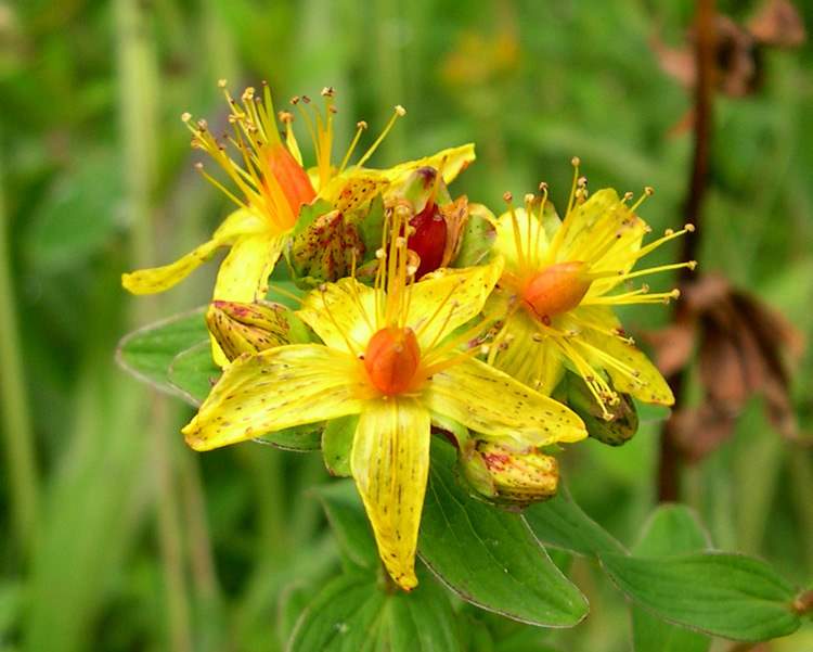 هایپریکوم ماکولاتوم - معرفی و خواص گیاهان دارویی